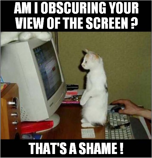 Cats Don't Care ! | AM I OBSCURING YOUR VIEW OF THE SCREEN ? THAT'S A SHAME ! | image tagged in cats,computers,no remorse | made w/ Imgflip meme maker