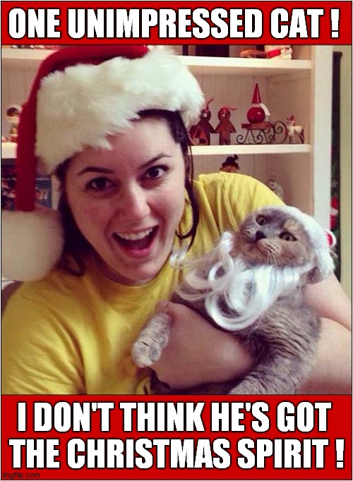 Bah Humbug ! | ONE UNIMPRESSED CAT ! I DON'T THINK HE'S GOT
 THE CHRISTMAS SPIRIT ! | image tagged in cats,christmas,bah humbug | made w/ Imgflip meme maker