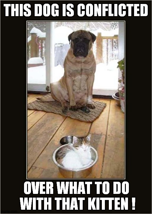 It's Clearly In My Food Bowl ! | THIS DOG IS CONFLICTED; OVER WHAT TO DO
 WITH THAT KITTEN ! | image tagged in dogs,kitten,food,bowl | made w/ Imgflip meme maker