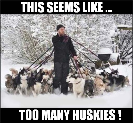 I Do Love Dogs But ... | THIS SEEMS LIKE ... TOO MANY HUSKIES ! | image tagged in dogs,husky,too many | made w/ Imgflip meme maker