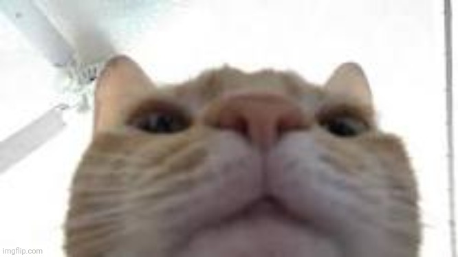 cat staring at camera | image tagged in cat staring at camera | made w/ Imgflip meme maker