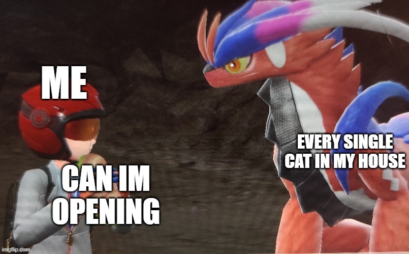 Koraidon sandwich | ME; EVERY SINGLE CAT IN MY HOUSE; CAN IM OPENING | image tagged in koraidon sandwich | made w/ Imgflip meme maker