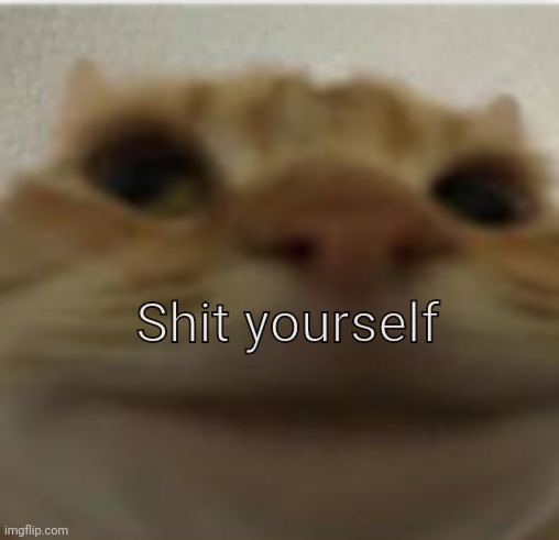 Front-Facing Camera Cat | Shit yourself | image tagged in front-facing camera cat | made w/ Imgflip meme maker