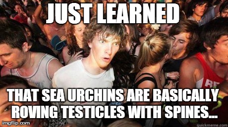 JUST LEARNED THAT SEA URCHINS ARE BASICALLY ROVING TESTICLES WITH SPINES... | made w/ Imgflip meme maker