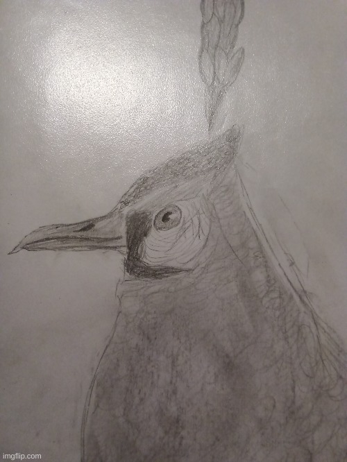 A peacock that I drew | image tagged in peacock | made w/ Imgflip meme maker