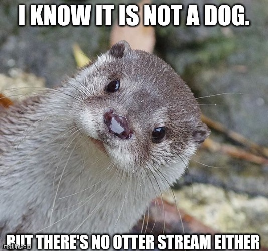 Random Otter | I KNOW IT IS NOT A DOG. BUT THERE'S NO OTTER STREAM EITHER | image tagged in random otter | made w/ Imgflip meme maker