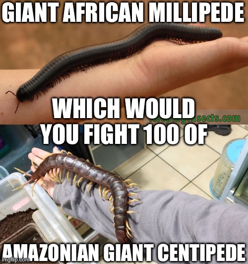 GIANT AFRICAN MILLIPEDE; WHICH WOULD YOU FIGHT 100 OF; AMAZONIAN GIANT CENTIPEDE | image tagged in idk | made w/ Imgflip meme maker