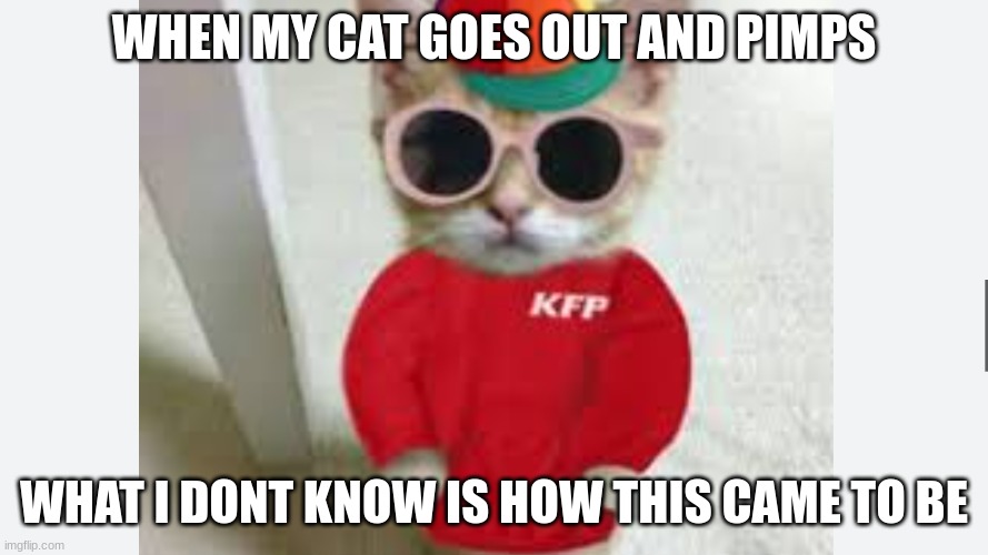 kentucky cat | WHEN MY CAT GOES OUT AND PIMPS; WHAT I DONT KNOW IS HOW THIS CAME TO BE | image tagged in funny,funny cats | made w/ Imgflip meme maker