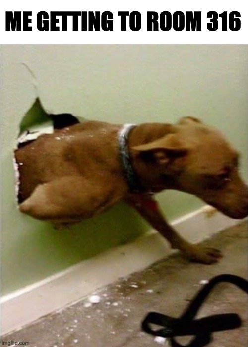 Dog breaking the wall | ME GETTING TO ROOM 316 | image tagged in dog breaking the wall | made w/ Imgflip meme maker