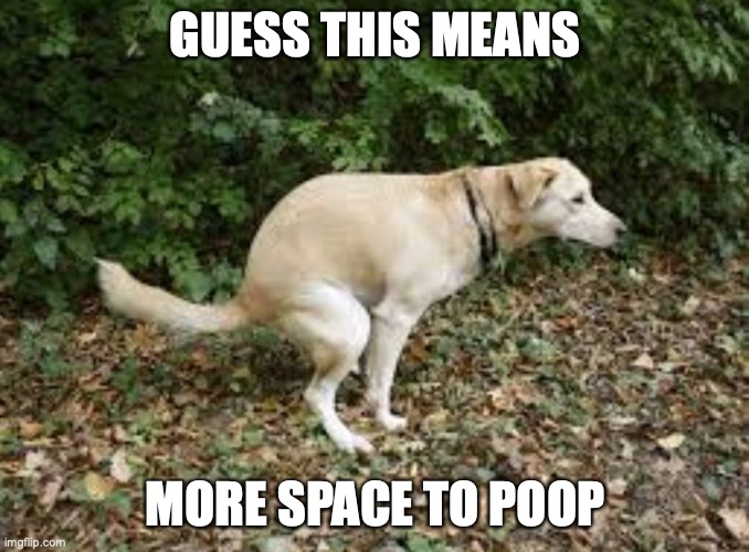 Dog pooping  | GUESS THIS MEANS MORE SPACE TO POOP | image tagged in dog pooping | made w/ Imgflip meme maker