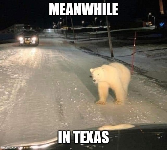 Meanwhile in Texas | MEANWHILE; IN TEXAS | image tagged in polar bear,texas,freezing cold | made w/ Imgflip meme maker