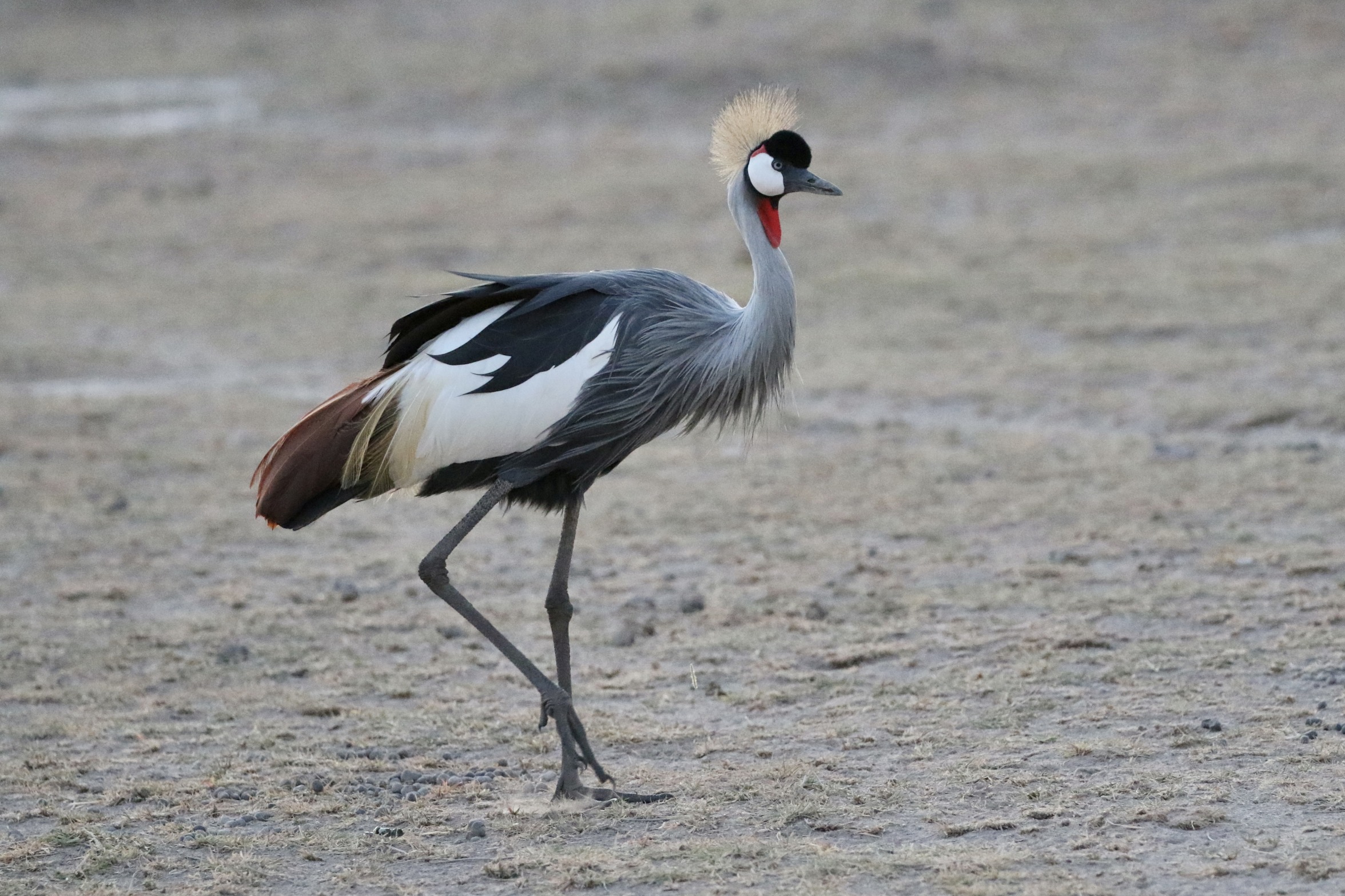 Grey Crowned Crane Blank Meme Template