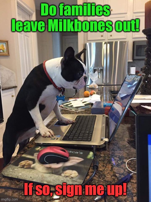 Boston Terrier computer | Do families leave Milkbones out! If so, sign me up! | image tagged in boston terrier computer | made w/ Imgflip meme maker
