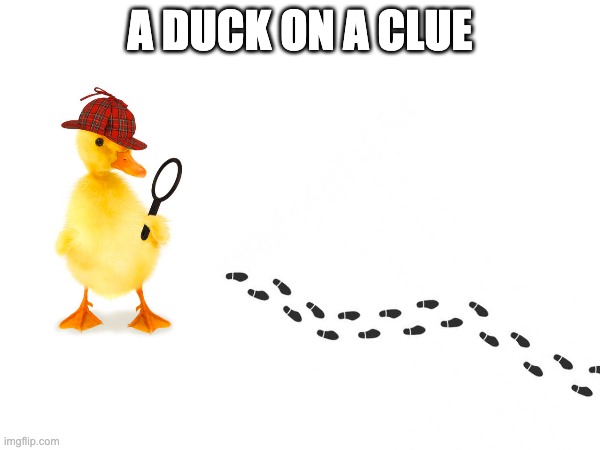 A duck on a clue | A DUCK ON A CLUE | image tagged in duck,ducks,clue,memes,funny,cute | made w/ Imgflip meme maker