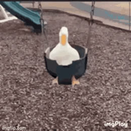Duck Swinging - Imgflip