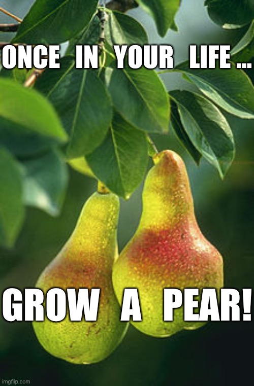 pear facts | ONCE   IN   YOUR   LIFE …; GROW   A   PEAR! | image tagged in pear facts | made w/ Imgflip meme maker