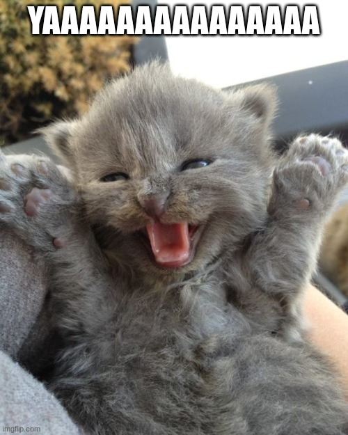 Yay Kitty | YAAAAAAAAAAAAAAA | image tagged in yay kitty | made w/ Imgflip meme maker