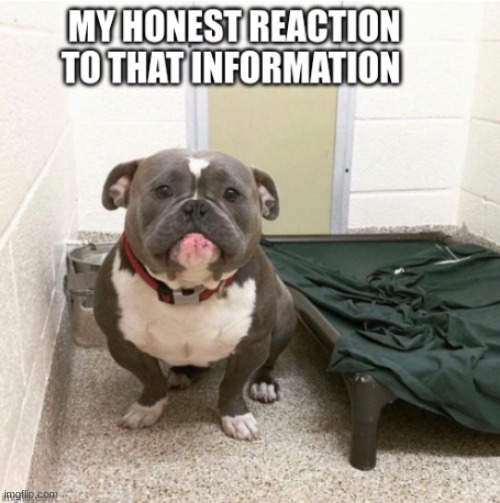 Dog | image tagged in dog,my honest reaction,cool dog,pitbull,fortnite | made w/ Imgflip meme maker