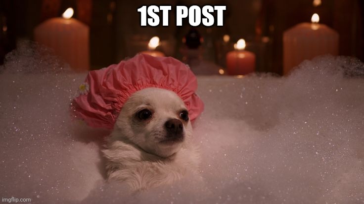 When the 1st post | 1ST POST | image tagged in chihuahua bubble bath | made w/ Imgflip meme maker