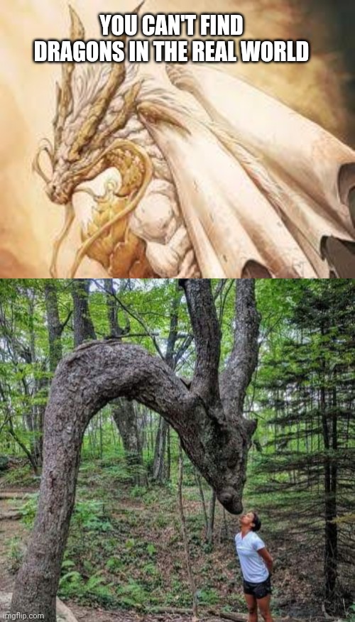 The Dragon is Here | YOU CAN'T FIND DRAGONS IN THE REAL WORLD | image tagged in dragon | made w/ Imgflip meme maker