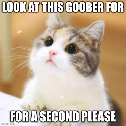 X cat | LOOK AT THIS GOOBER FOR; FOR A SECOND PLEASE | image tagged in x cat | made w/ Imgflip meme maker