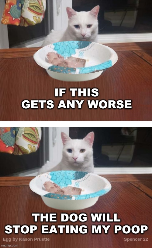 Egg the Cat | IF THIS GETS ANY WORSE; THE DOG WILL STOP EATING MY POOP | image tagged in egg the cat,cats,cat food,poop,dog,eating | made w/ Imgflip meme maker