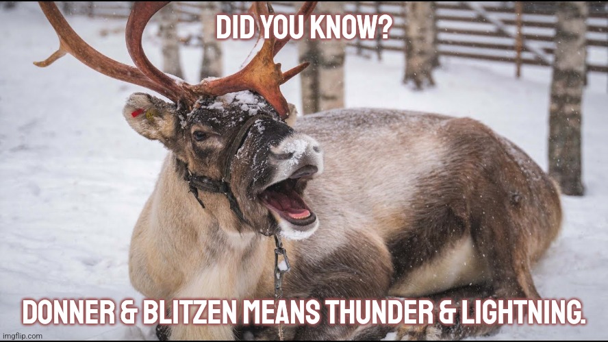 Fun fact. | Did you know? Donner & Blitzen means thunder & lightning. | image tagged in caribou,names,christmas | made w/ Imgflip meme maker