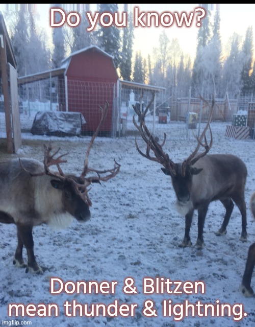 Fun fact. | Do you know? Donner & Blitzen mean thunder & lightning. | image tagged in reindeer,christmas,names | made w/ Imgflip meme maker