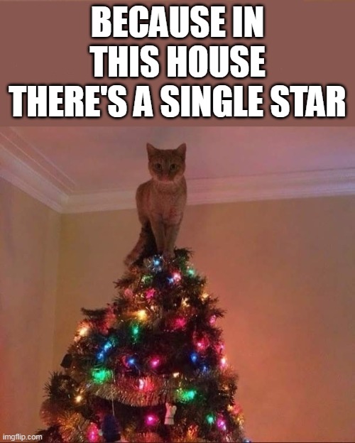 A Single Star | BECAUSE IN THIS HOUSE THERE'S A SINGLE STAR | image tagged in cats,cat,cute cat,christmas cat,christmas,christmas tree | made w/ Imgflip meme maker