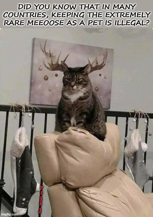 A Rare MEEOOSE | DID YOU KNOW THAT IN MANY COUNTRIES, KEEPING THE EXTREMELY RARE MEEOOSE AS A PET IS ILLEGAL? Ron Jensen on FB | image tagged in moose,cat,funny cats,cat memes,rare | made w/ Imgflip meme maker