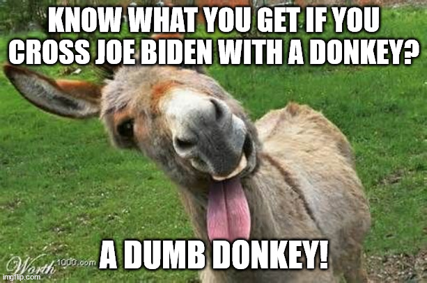 Laughing Donkey | KNOW WHAT YOU GET IF YOU CROSS JOE BIDEN WITH A DONKEY? A DUMB DONKEY! | image tagged in laughing donkey | made w/ Imgflip meme maker