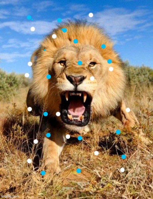 lion | image tagged in lion | made w/ Imgflip meme maker