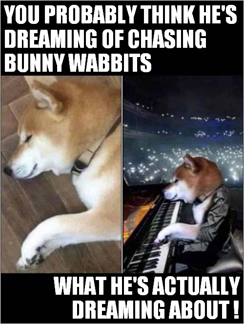 Dog Moving His Paws Whilst He Sleeps ... | YOU PROBABLY THINK HE'S
DREAMING OF CHASING 
BUNNY WABBITS; WHAT HE'S ACTUALLY DREAMING ABOUT ! | image tagged in dogs,sleeping,dreaming,chasing,pianist | made w/ Imgflip meme maker