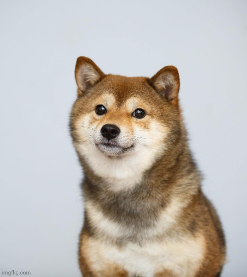 Shiba Inu | image tagged in shiba inu | made w/ Imgflip meme maker