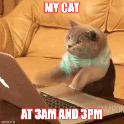 Cat typ | MY CAT; AT 3AM AND 3PM | image tagged in fast typing cat | made w/ Imgflip meme maker