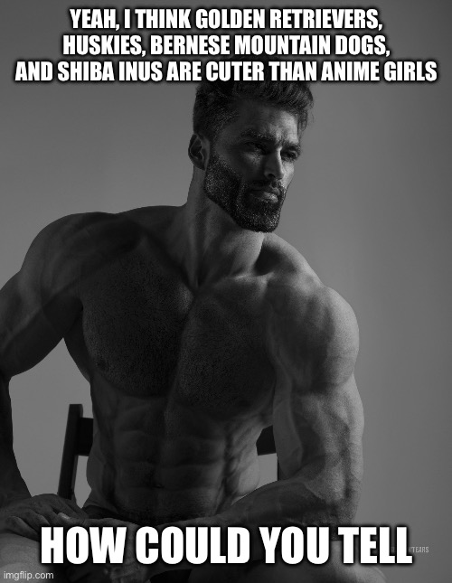 Giga Chad | YEAH, I THINK GOLDEN RETRIEVERS, HUSKIES, BERNESE MOUNTAIN DOGS, AND SHIBA INUS ARE CUTER THAN ANIME GIRLS; HOW COULD YOU TELL | image tagged in giga chad | made w/ Imgflip meme maker