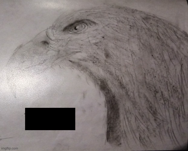 A falcon I drew (don't want to show signature) | image tagged in drawings | made w/ Imgflip meme maker