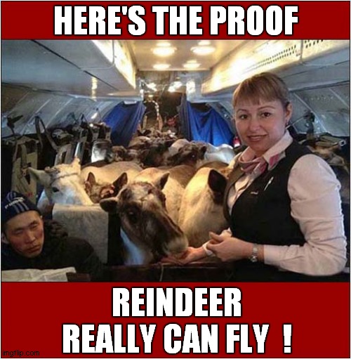 In Case You Were Wondering ! | HERE'S THE PROOF; REINDEER REALLY CAN FLY  ! | image tagged in christmas,reindeer,flying | made w/ Imgflip meme maker