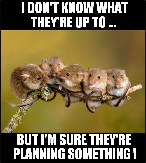 To Make You Smile ! | I DON'T KNOW WHAT
THEY'RE UP TO ... BUT I'M SURE THEY'RE
 PLANNING SOMETHING ! | image tagged in smile,mice,planning | made w/ Imgflip meme maker