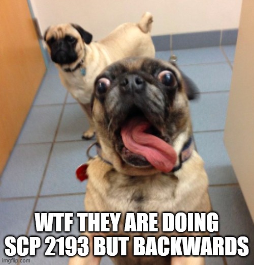 pug that smells something | WTF THEY ARE DOING SCP 2193 BUT BACKWARDS | image tagged in pug that smells something | made w/ Imgflip meme maker
