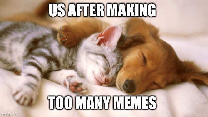 Catdog sleep zzz | US AFTER MAKING; TOO MANY MEMES | image tagged in cats and dogs sleeping together | made w/ Imgflip meme maker