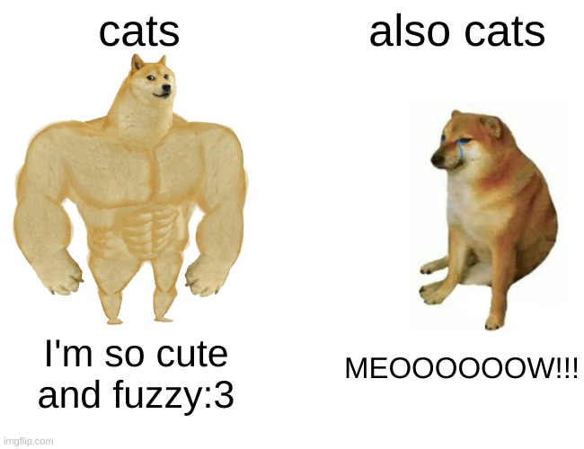 so cute yet so LOUD!! | cats; also cats; I'm so cute and fuzzy:3; MEOOOOOOW!!! | image tagged in memes,buff doge vs cheems | made w/ Imgflip meme maker