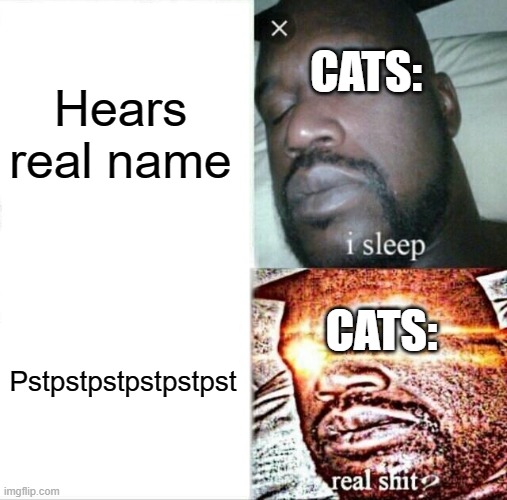 Pstpstpstpstpst | Hears real name; CATS:; CATS:; Pstpstpstpstpstpst | image tagged in memes,sleeping shaq | made w/ Imgflip meme maker