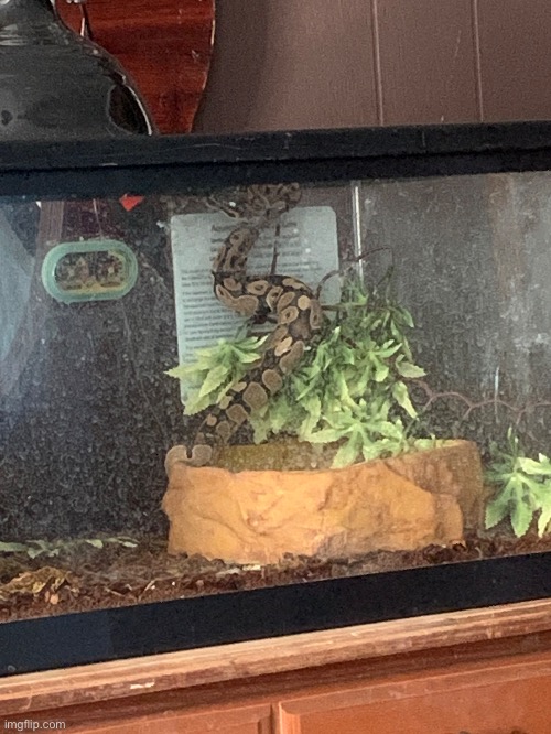 Is this normal for a snake? | made w/ Imgflip meme maker