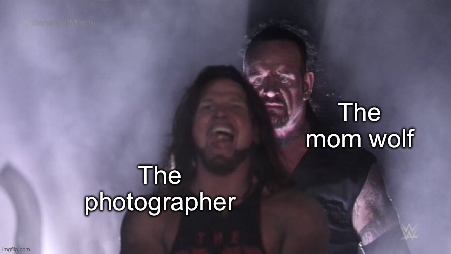 AJ Styles & Undertaker | The photographer The mom wolf | image tagged in aj styles undertaker | made w/ Imgflip meme maker
