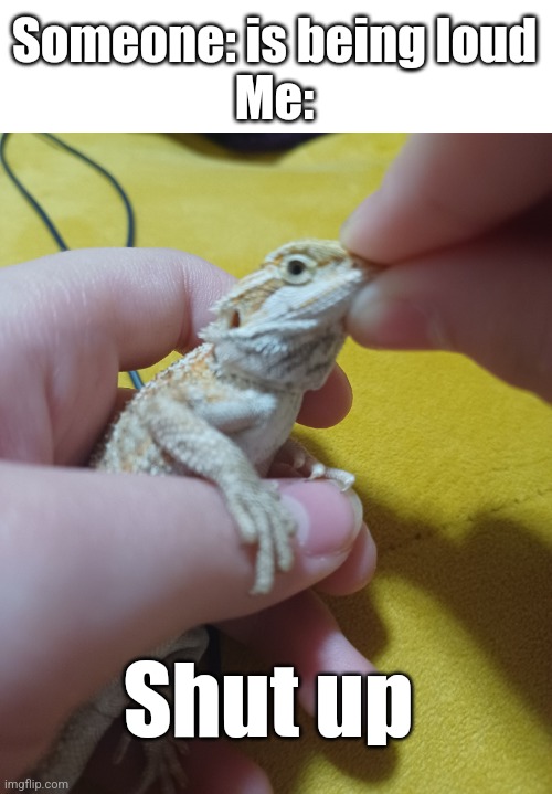 SHUSH |  Someone: is being loud
Me:; Shut up | image tagged in funny,bearded dragon,hawthorn,shut up,quiet | made w/ Imgflip meme maker