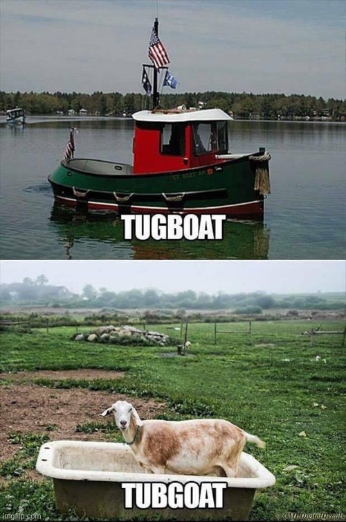 GOAT | image tagged in tugboat,goat,boat,bathtub | made w/ Imgflip meme maker