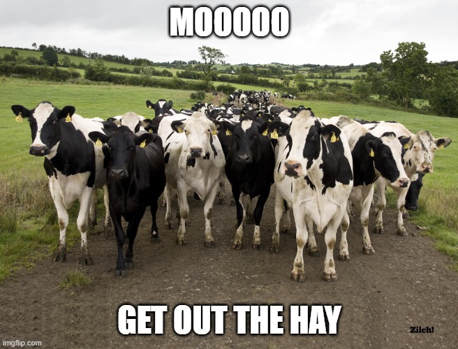 Dairy Cow Herd | MOOOOO; GET OUT THE HAY | image tagged in dairy cow herd | made w/ Imgflip meme maker
