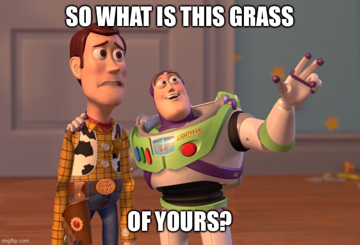 X, X Everywhere | SO WHAT IS THIS GRASS; OF YOURS? | image tagged in memes,x x everywhere | made w/ Imgflip meme maker