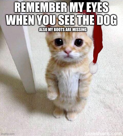 Cute Cat | REMEMBER MY EYES WHEN YOU SEE THE DOG; ALSO MY BOOTS ARE MISSING | image tagged in memes,cute cat,cats,oh wow are you actually reading these tags,cool,so true memes | made w/ Imgflip meme maker